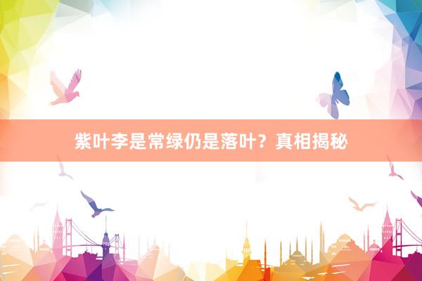 紫叶李是常绿仍是落叶？真相揭秘